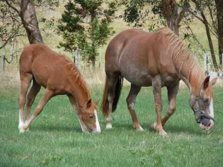 Horse for sale Horse for sale
