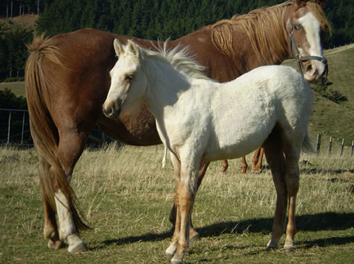 willowbank mare ladyanne