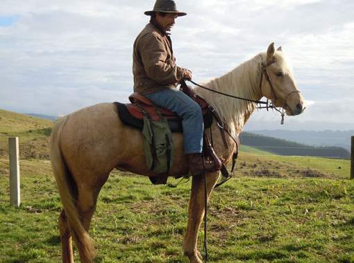 Foxtrotter Horse Stud