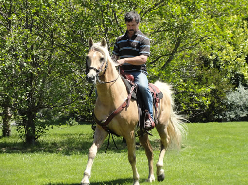 willowbank stallion ozark