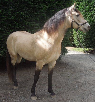 stallions at stud