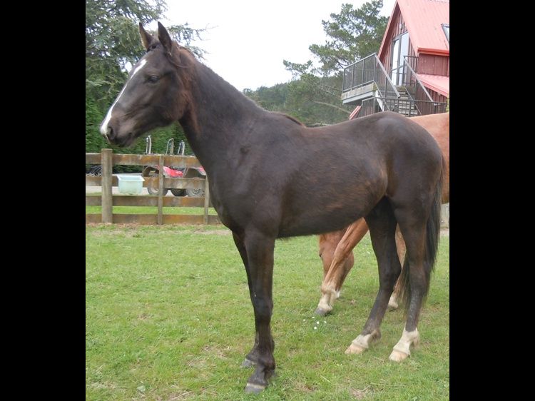 willowbank geldings wisconsin