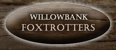 Missori Foxtrotters Horse - Gaited Horse Bred - The smoothest horse ride in the world